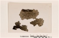 藏品(裂芽緣齒梅衣)的圖片